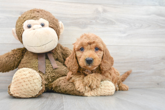 Mini Goldendoodle Pup Being Cute