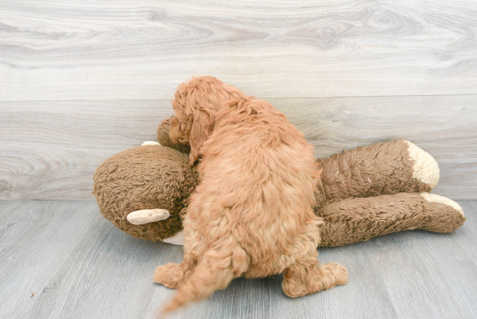 Little Golden Retriever Poodle Mix Puppy