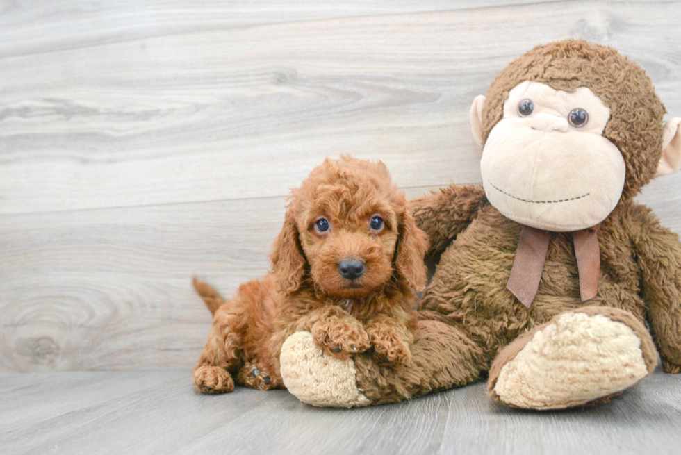 Hypoallergenic Golden Retriever Poodle Mix Puppy