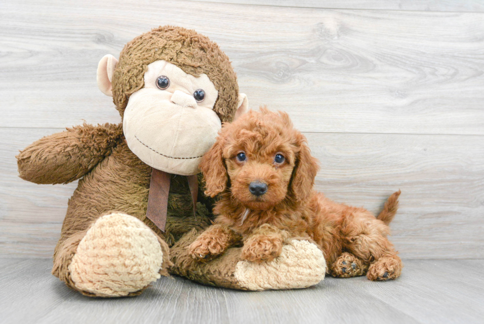 Best Mini Goldendoodle Baby