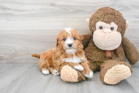 Best Mini Goldendoodle Baby