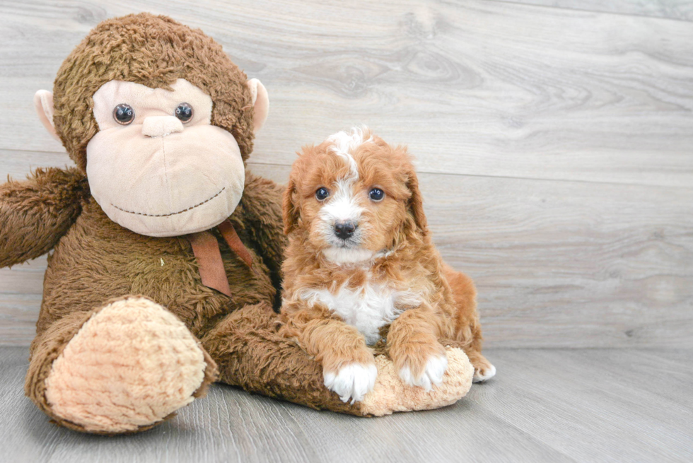 Sweet Mini Goldendoodle Baby