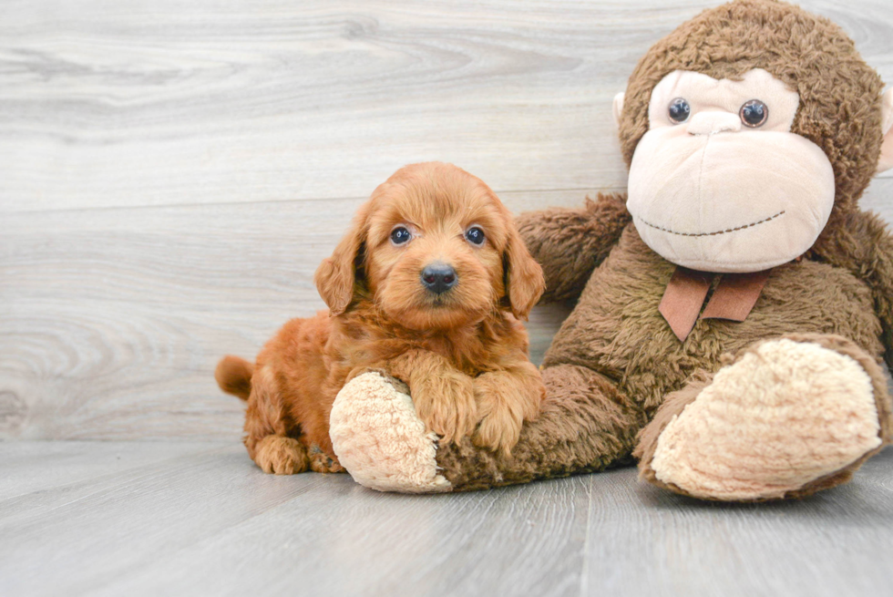 Best Mini Goldendoodle Baby