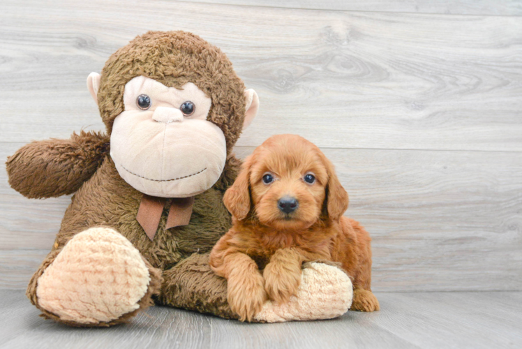 Mini Goldendoodle Puppy for Adoption