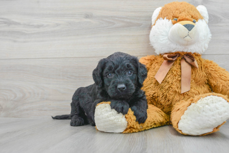Popular Mini Goldendoodle Poodle Mix Pup