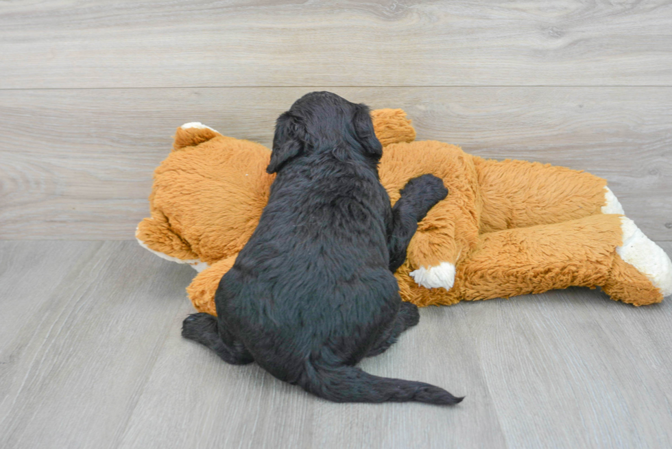Playful Golden Retriever Poodle Mix Puppy