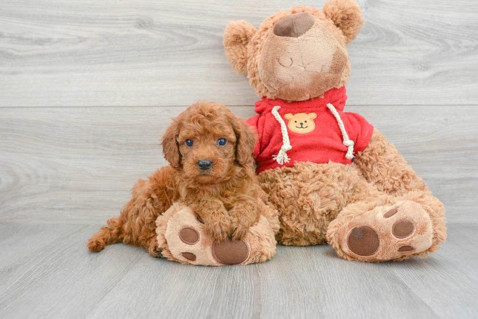 Hypoallergenic Golden Retriever Poodle Mix Puppy