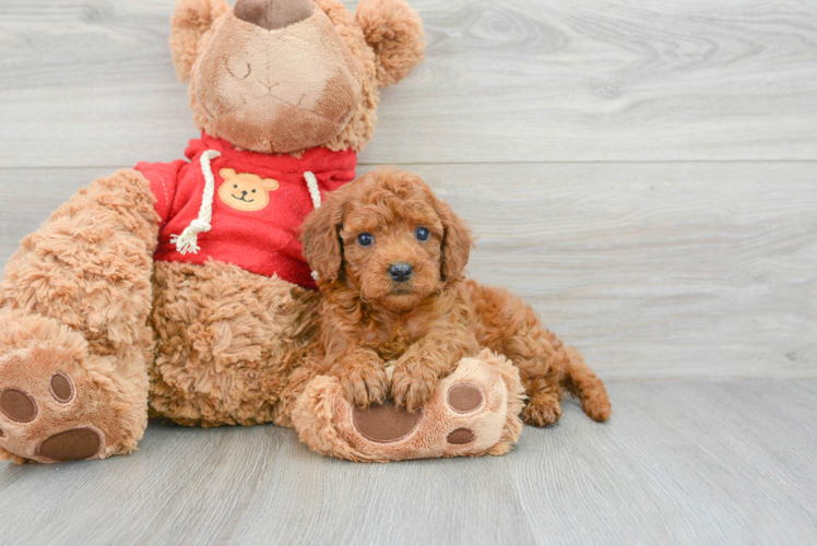 Mini Goldendoodle Puppy for Adoption