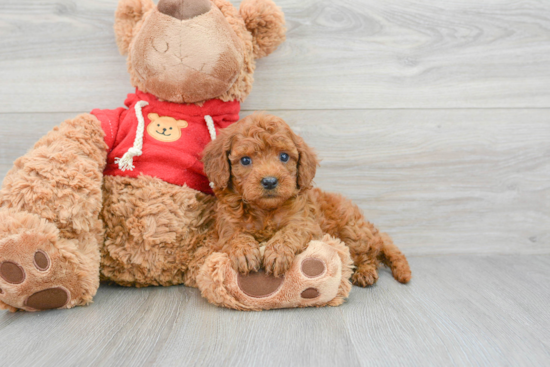 Mini Goldendoodle Puppy for Adoption