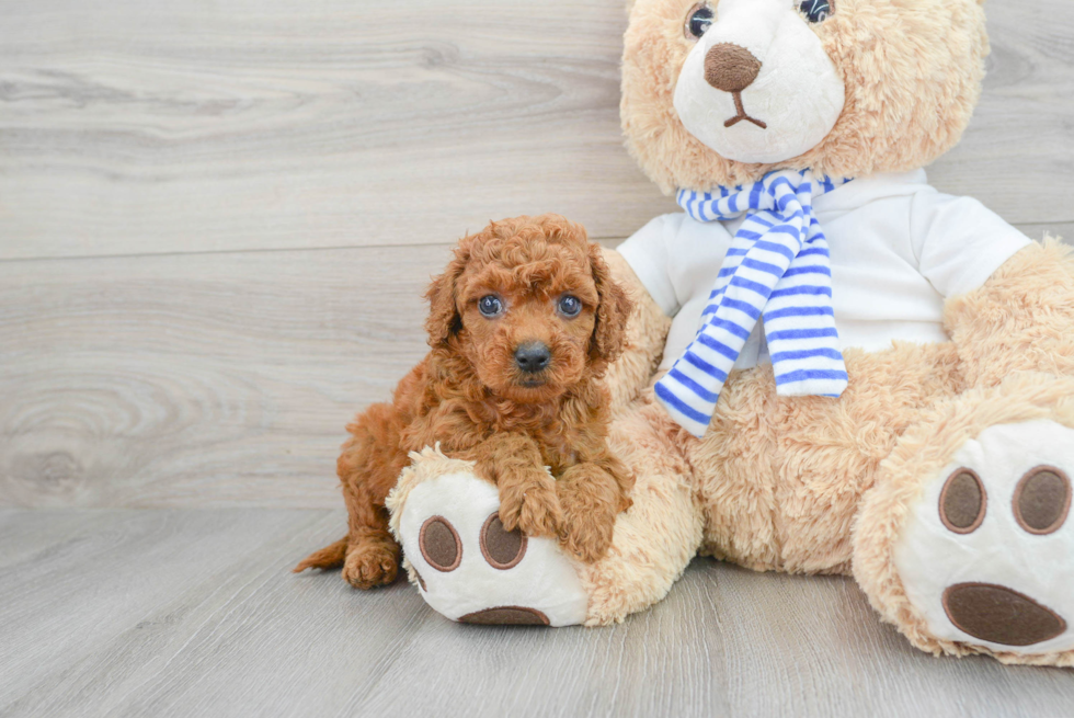 Mini Goldendoodle Puppy for Adoption