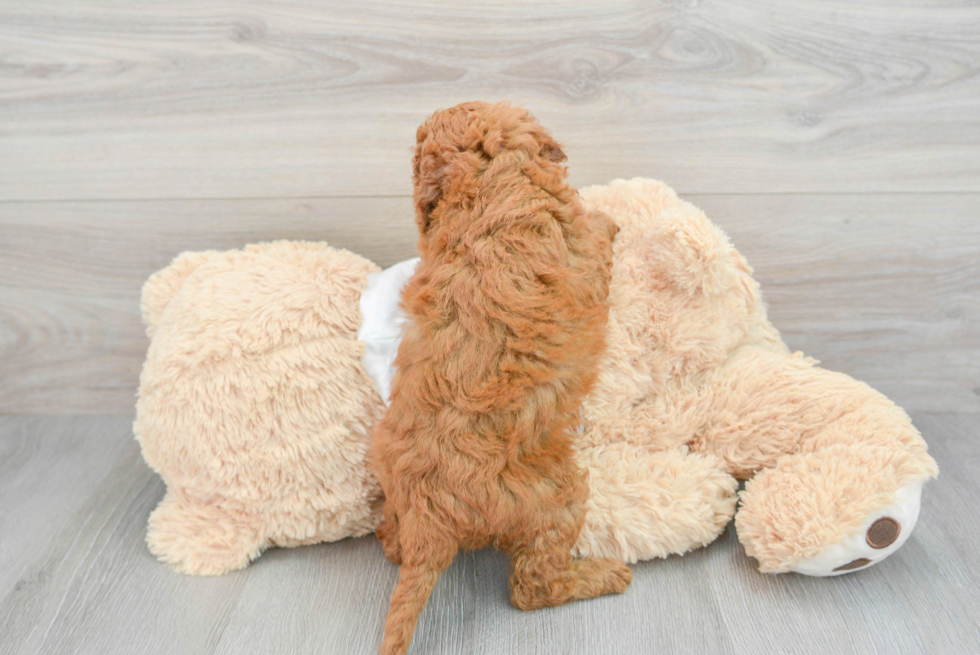 Mini Goldendoodle Puppy for Adoption