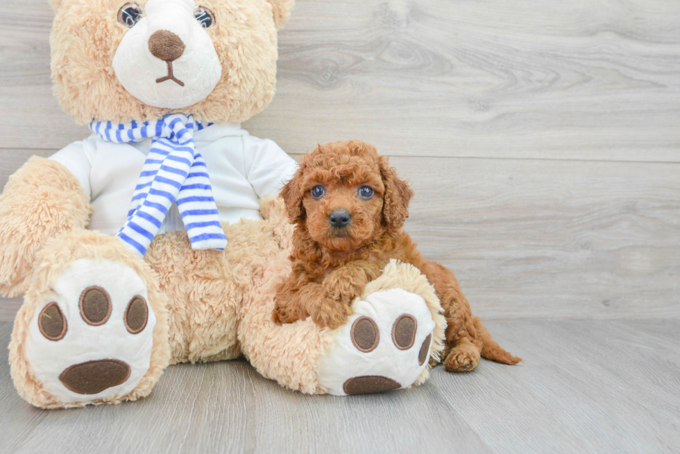 Best Mini Goldendoodle Baby