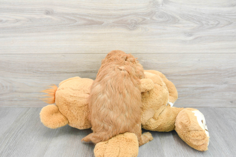 Playful Golden Retriever Poodle Mix Puppy