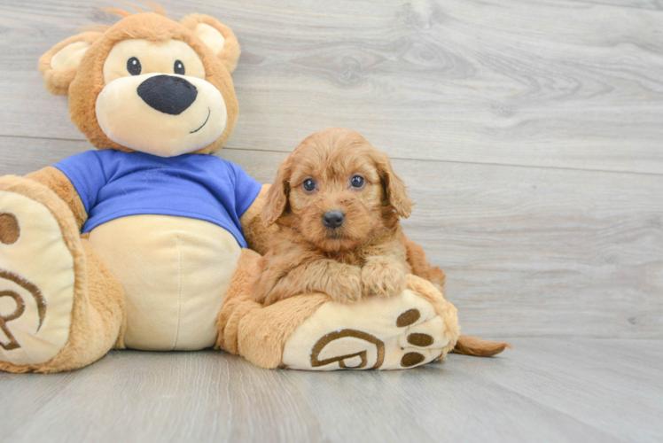 Cute Mini Goldendoodle Baby