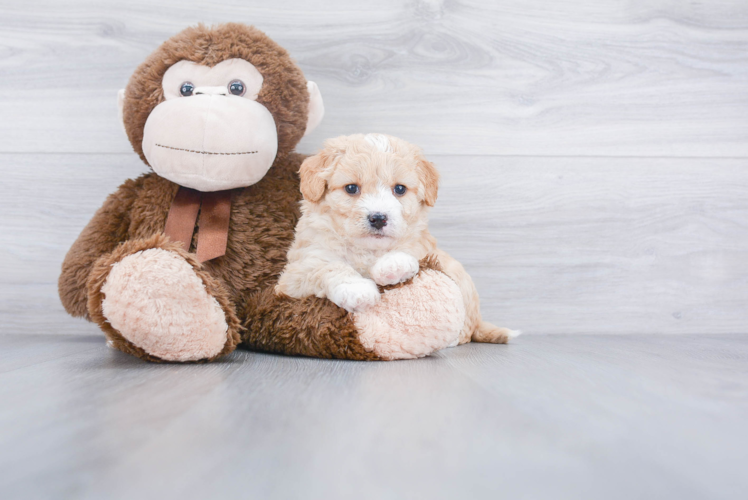 Playful Golden Retriever Poodle Mix Puppy