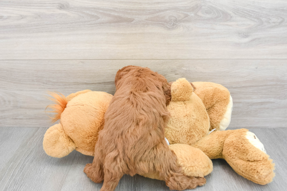 Sweet Mini Goldendoodle Baby