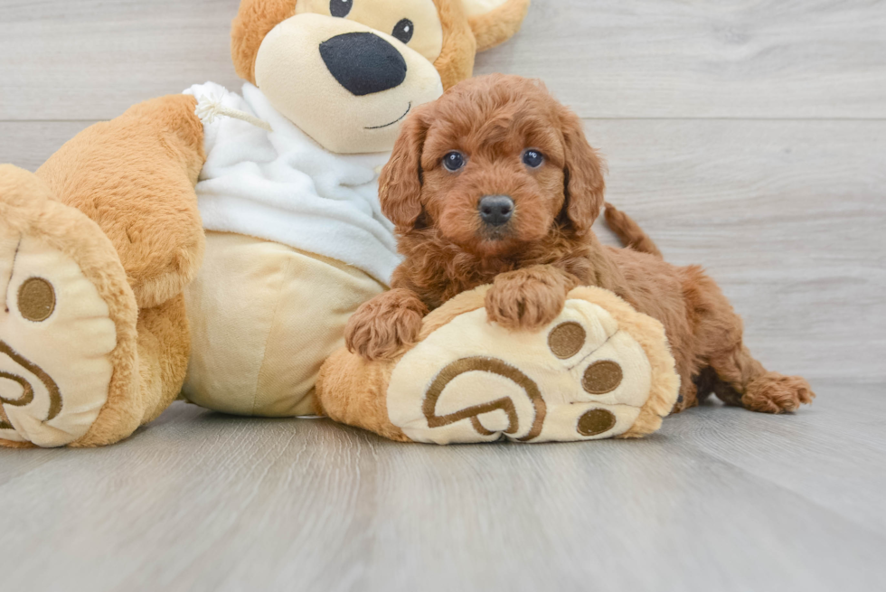 Best Mini Goldendoodle Baby