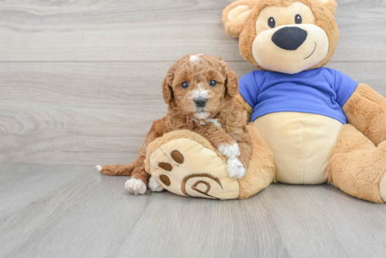 Energetic Golden Retriever Poodle Mix Puppy