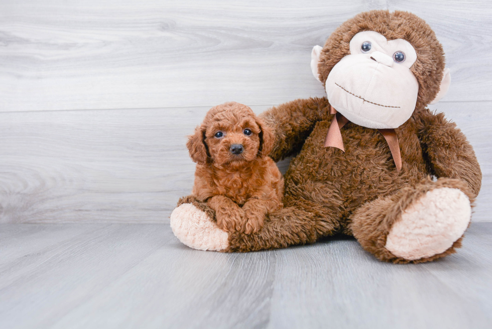 Sweet Mini Goldendoodle Baby