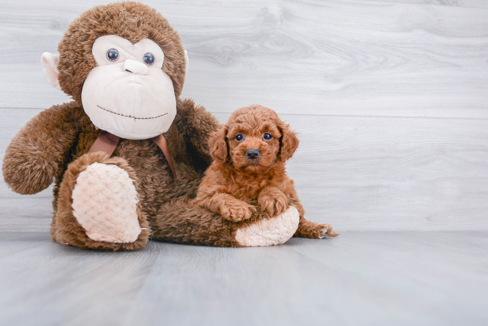 Funny Mini Goldendoodle Poodle Mix Pup