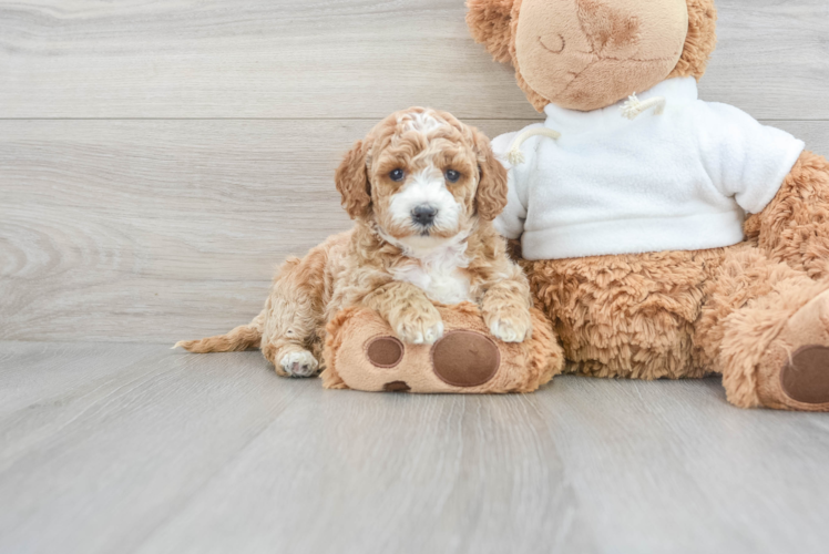 Mini Goldendoodle Puppy for Adoption