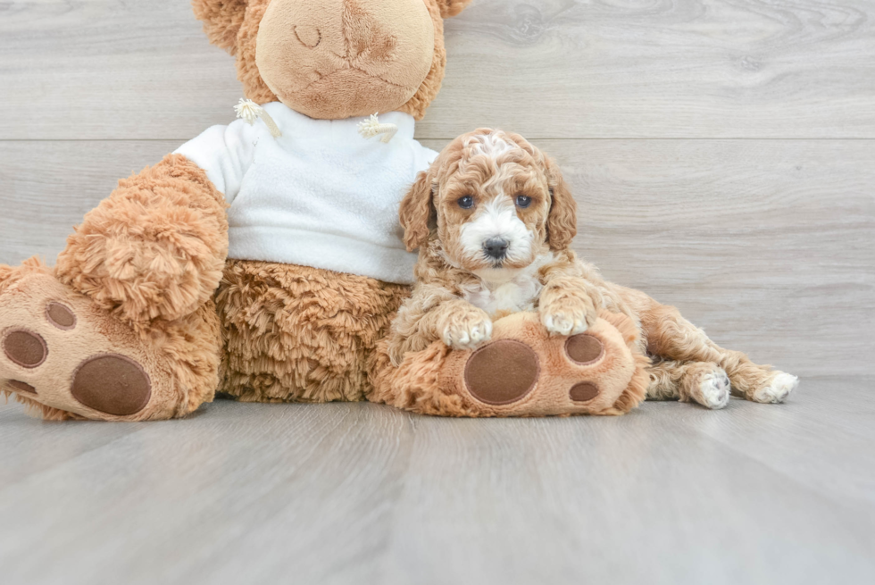 Little Golden Retriever Poodle Mix Puppy