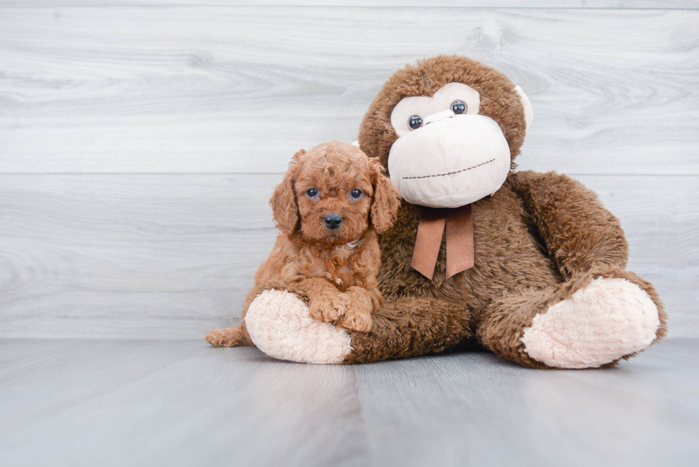 Mini Goldendoodle Puppy for Adoption