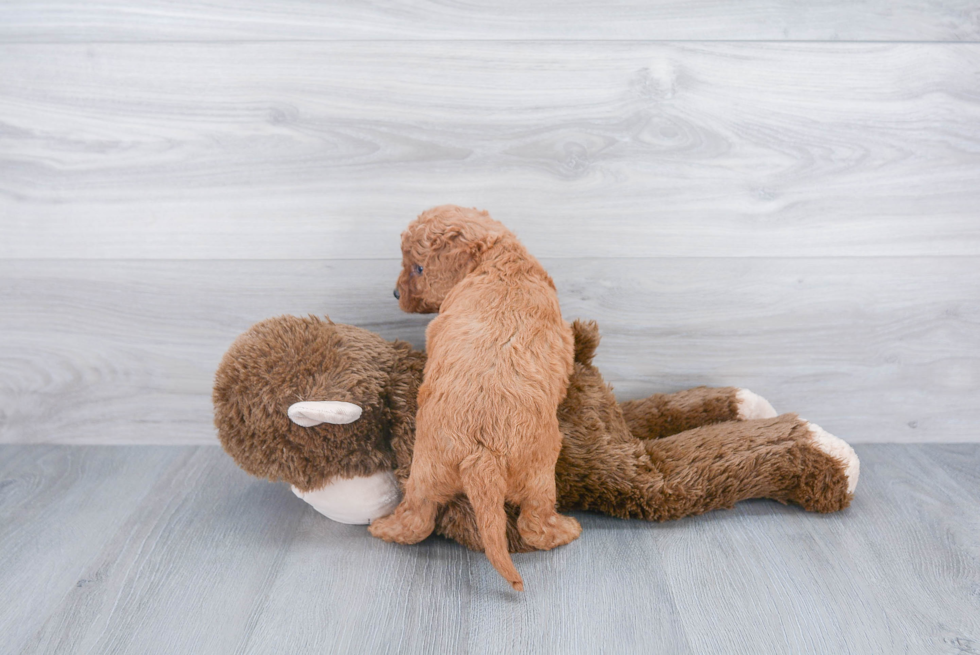 Popular Mini Goldendoodle Poodle Mix Pup