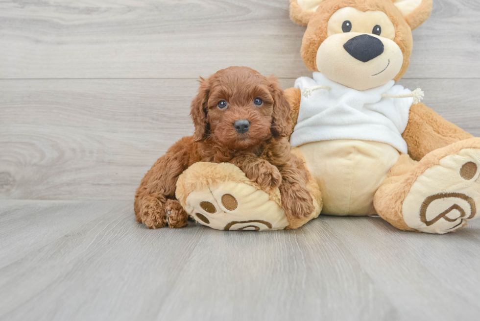 Playful Golden Retriever Poodle Mix Puppy