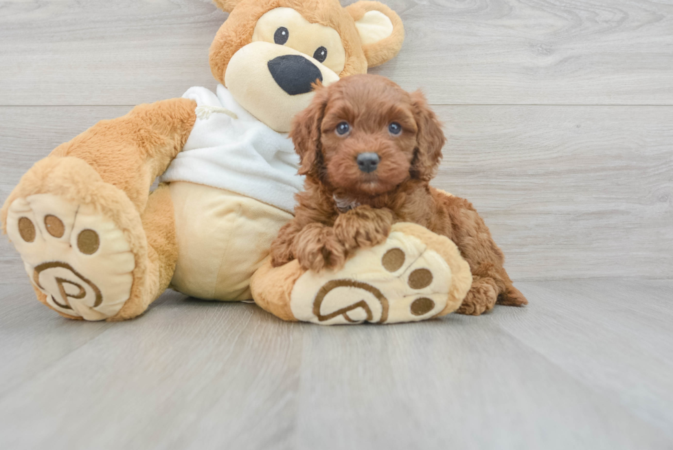 Mini Goldendoodle Pup Being Cute