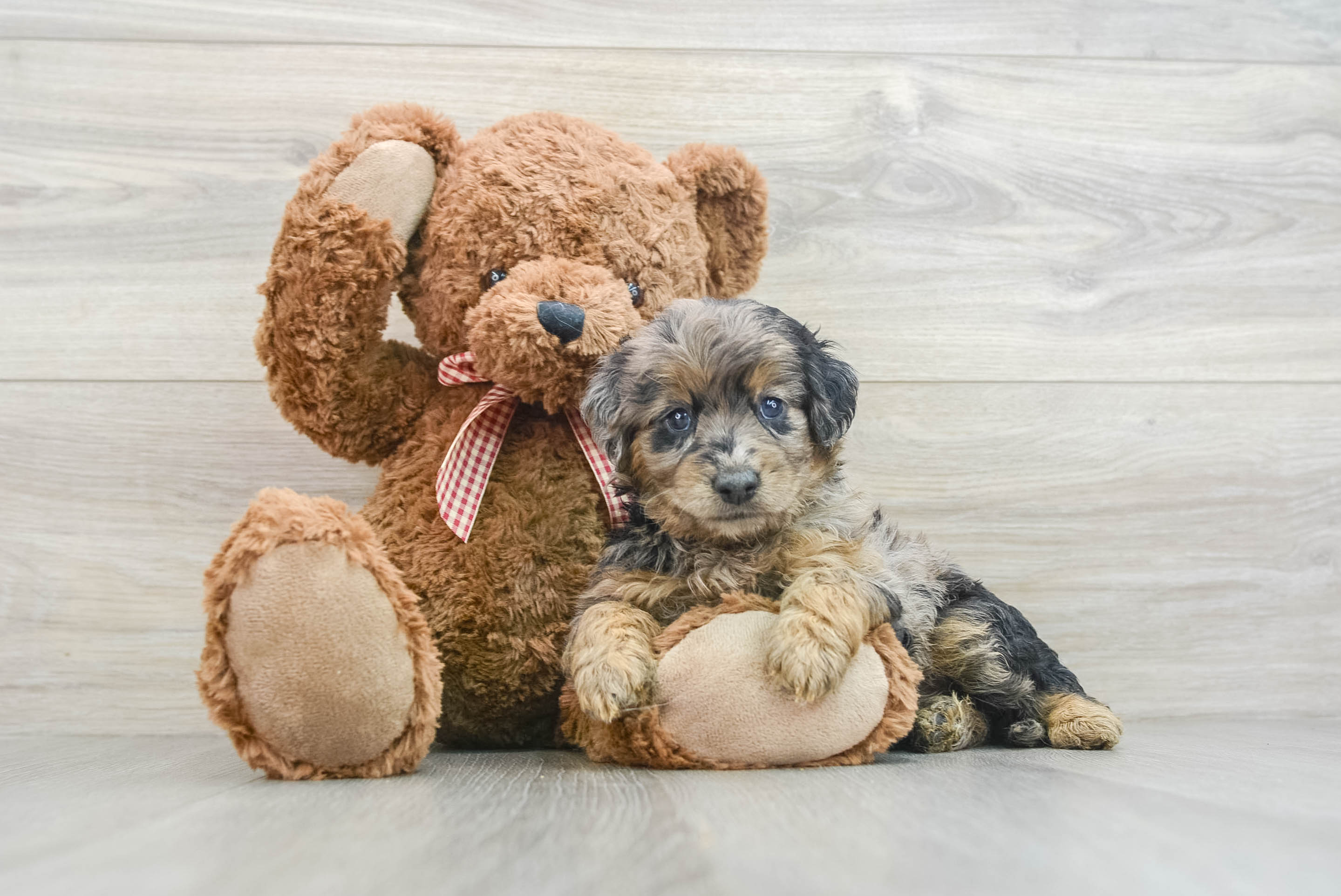 Friendly Mini Goldendoodle Baby
