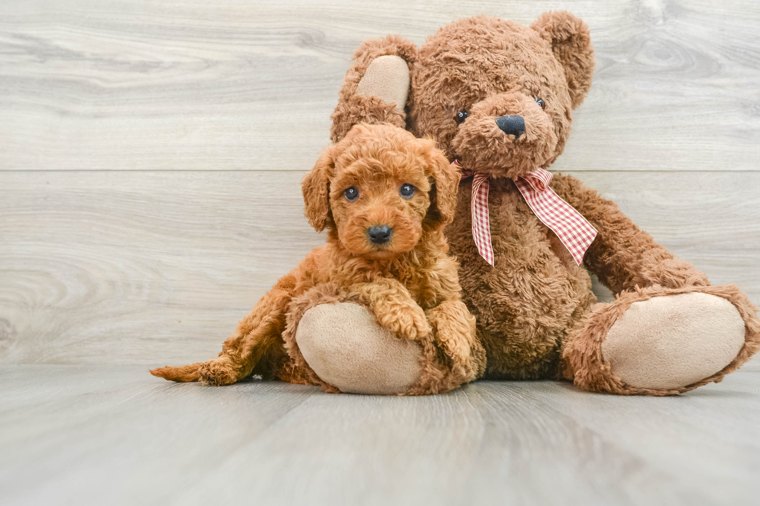 Mini Goldendoodle Pup Being Cute