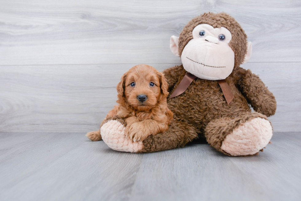 Smart Mini Goldendoodle Poodle Mix Pup