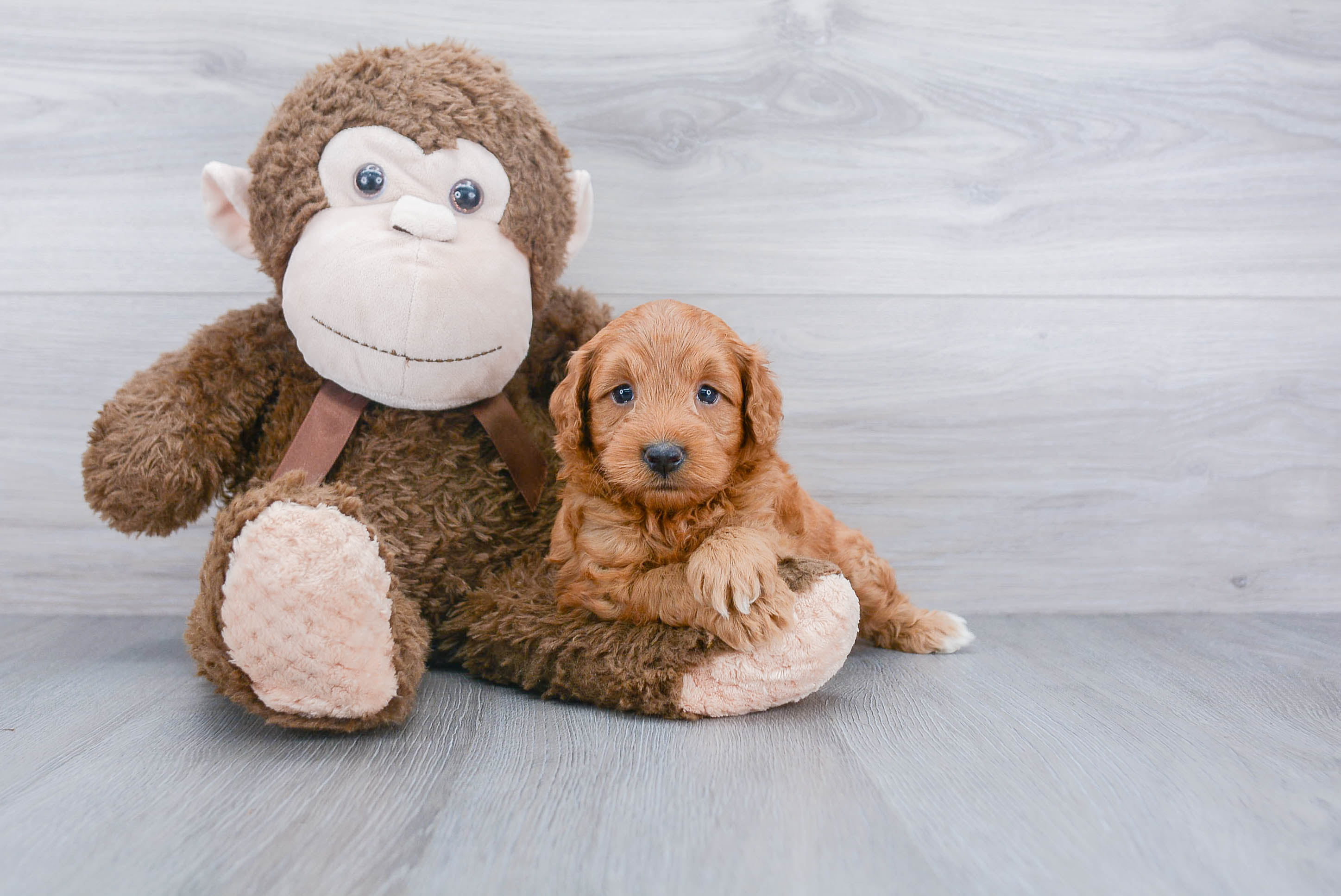 Energetic Golden Retriever Poodle Mix Puppy