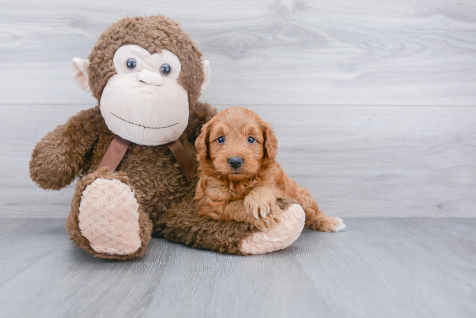 Energetic Golden Retriever Poodle Mix Puppy