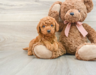 5 week old Mini Goldendoodle Puppy For Sale - Premier Pups