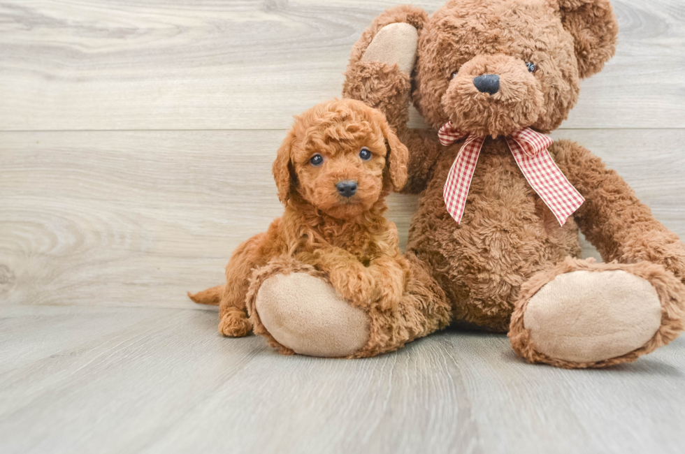 6 week old Mini Goldendoodle Puppy For Sale - Premier Pups