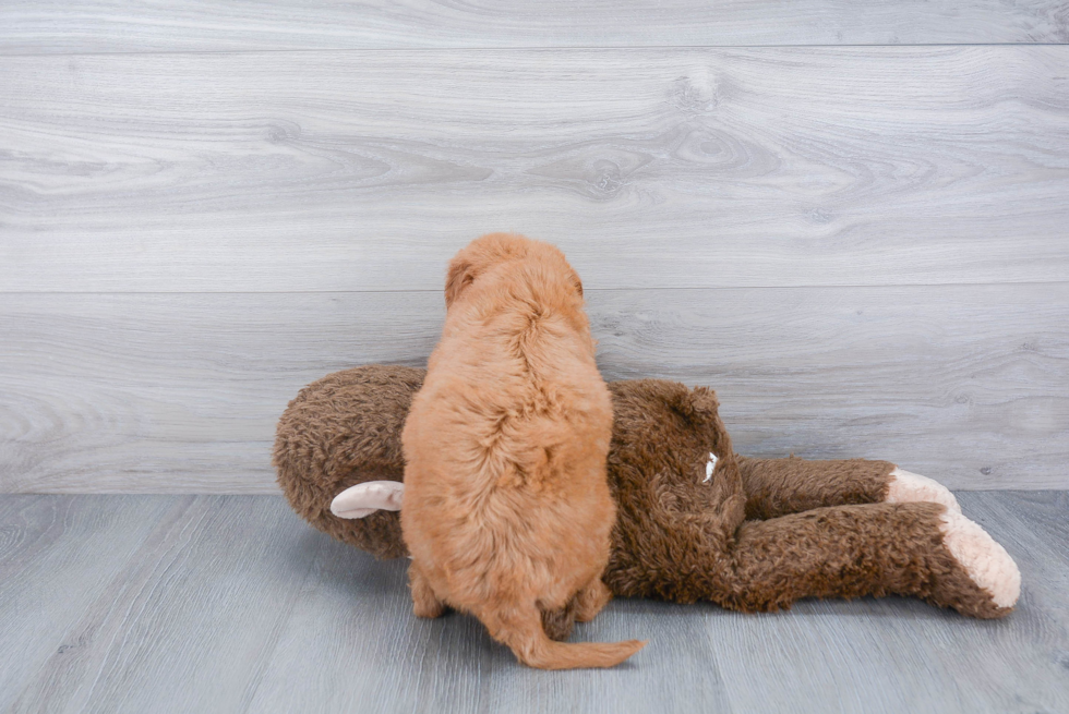 Hypoallergenic Golden Retriever Poodle Mix Puppy