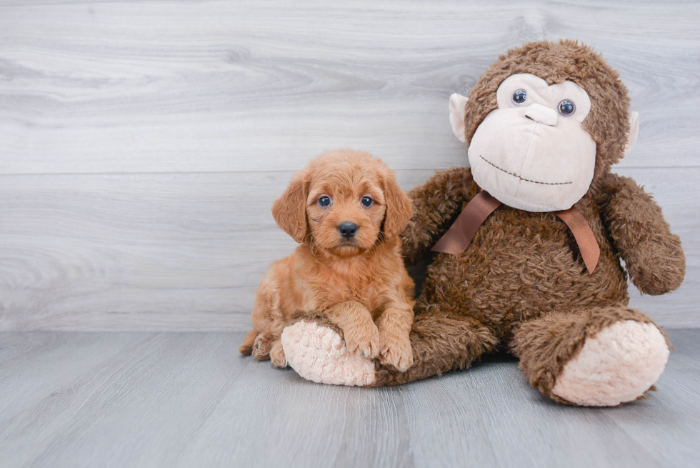 Small Mini Goldendoodle Baby