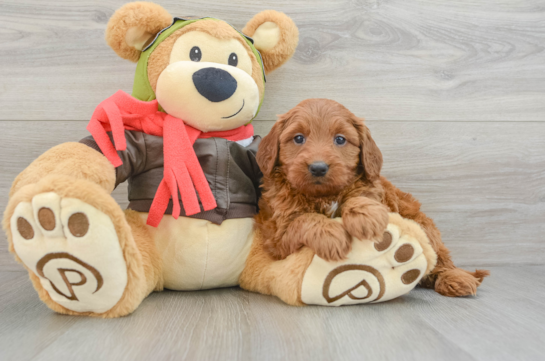 Fluffy Mini Goldendoodle Poodle Mix Pup