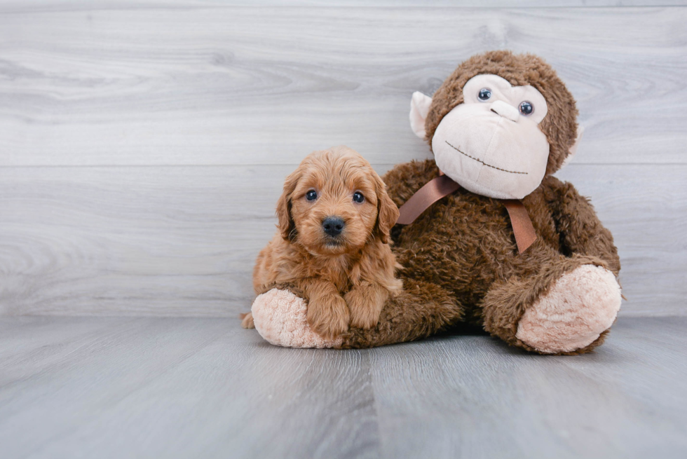 Hypoallergenic Golden Retriever Poodle Mix Puppy