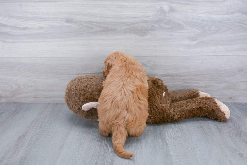 Playful Golden Retriever Poodle Mix Puppy