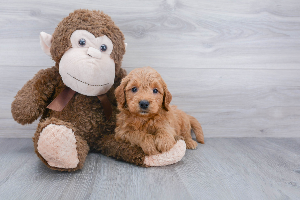 Sweet Mini Goldendoodle Baby