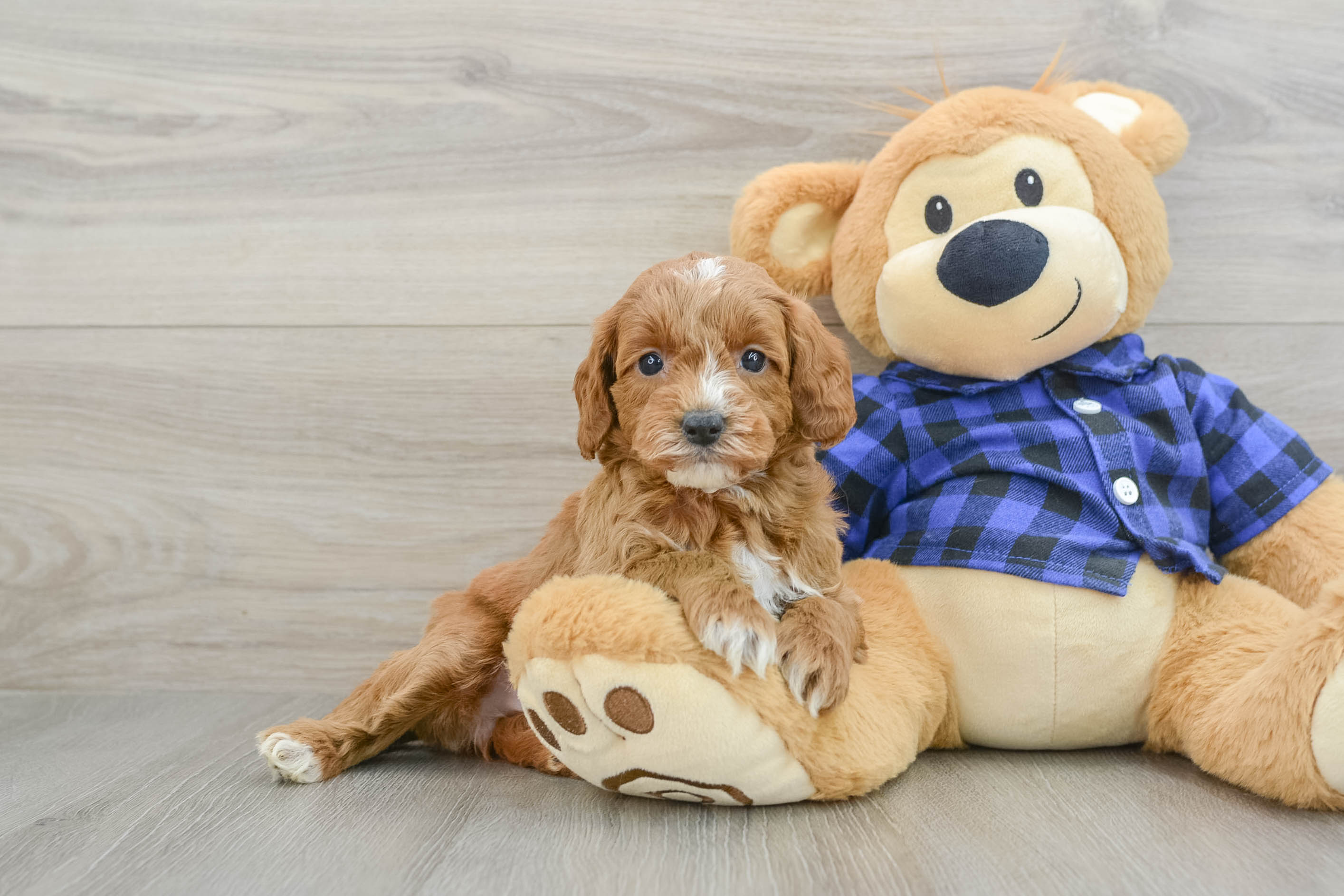 Best Mini Goldendoodle Baby