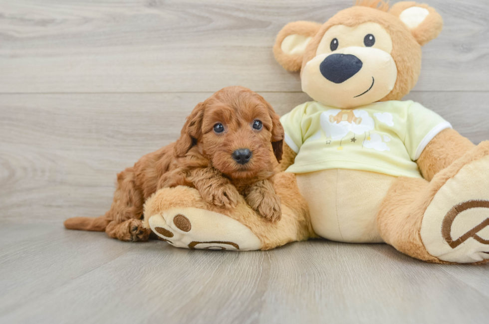 7 week old Mini Goldendoodle Puppy For Sale - Premier Pups