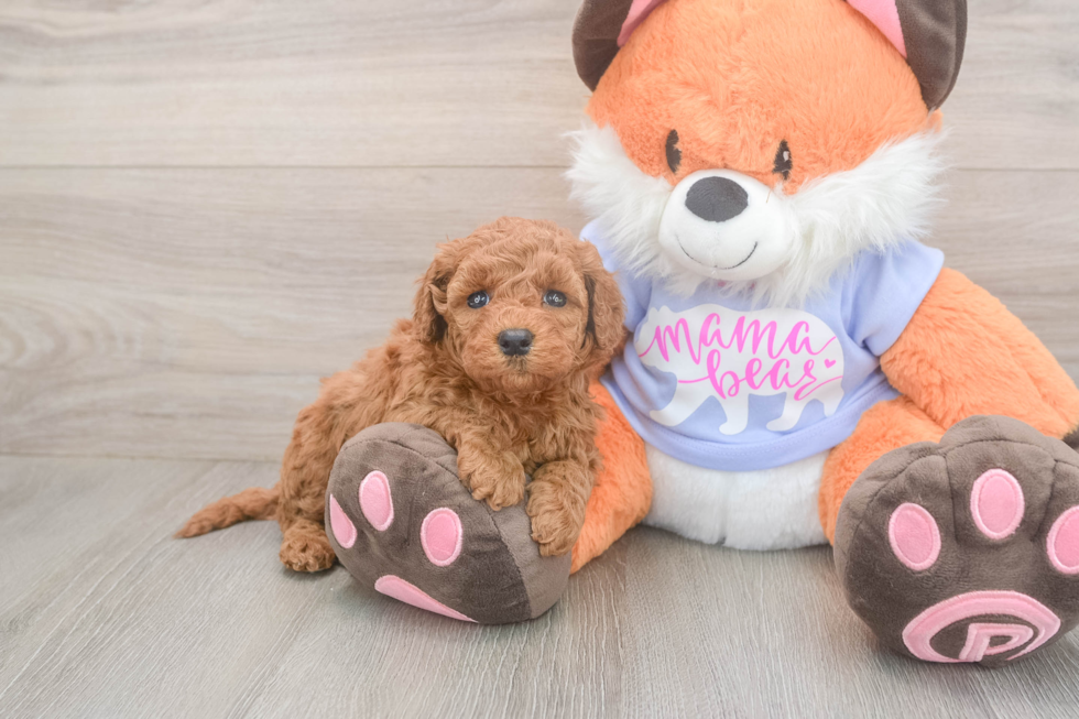 Meet Artemis - our Mini Goldendoodle Puppy Photo  2/3 - Premier Pups Mini Goldendoodle Pup Being Cute