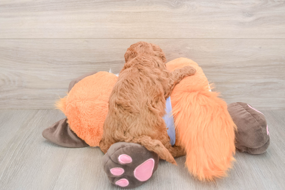 Meet Artemis - our Mini Goldendoodle Puppy Photo  3/3 - Premier Pups Mini Goldendoodle Pup Being Cute