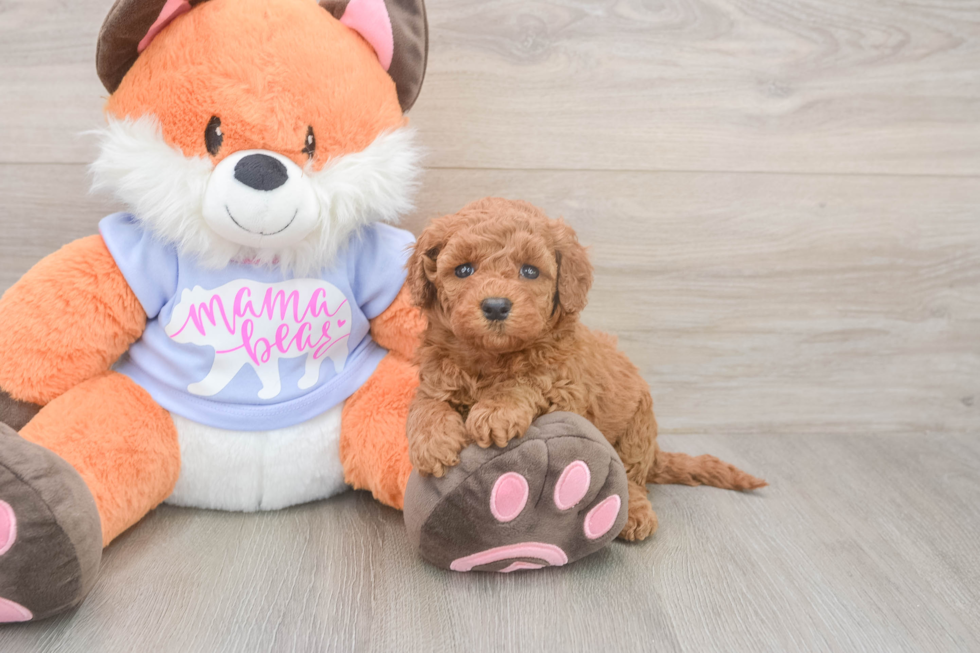 Meet Artemis - our Mini Goldendoodle Puppy Photo  1/3 - Premier Pups Happy Mini Goldendoodle Baby