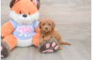 Meet Artemis - our Mini Goldendoodle Puppy Photo  1/3 - Premier Pups Happy Mini Goldendoodle Baby