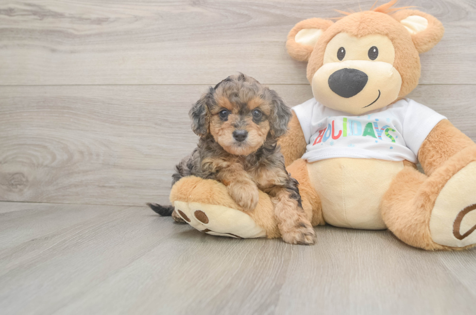 5 week old Mini Goldendoodle Puppy For Sale - Premier Pups